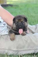 Scout, a male German Shepherd Dog for sale in Ewing, IL – 1 of 8