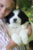 Spot, a male Anatolian Shepherd Dog and Great Pyrenees for sale in Ewing, IL – 7 of 7