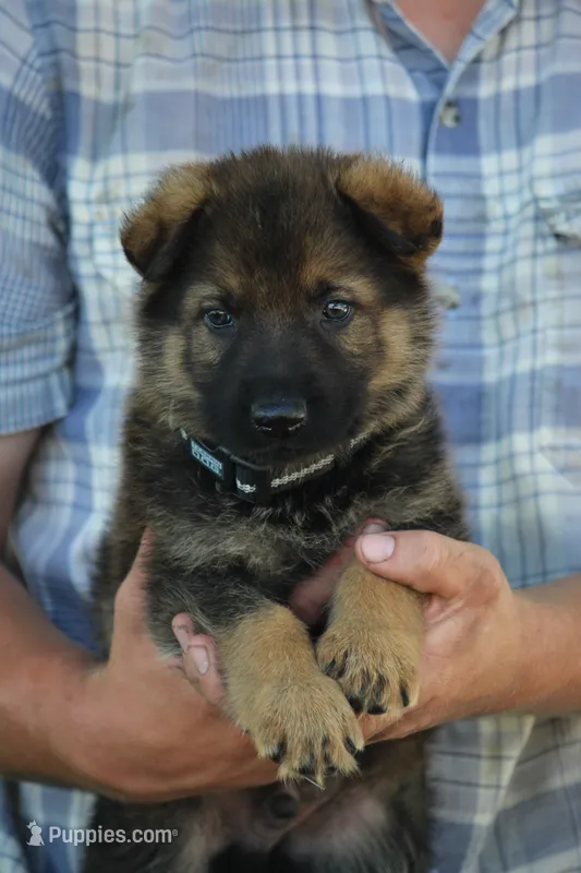 Scout – German Shepherd Dog puppy for sale in Ewing, IL