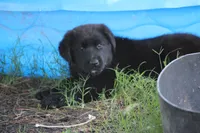 Hardin, a male Labrador Retriever and English Cream Golden Retriever for sale in Ewing, IL – 1 of 10
