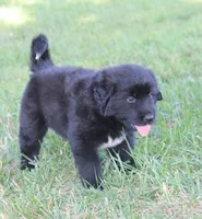 Tessa, a female German Shepherd Dog and English Cream Golden Retriever for sale in Ewing, IL – 8 of 9