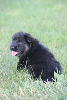 Beretta, a female German Shepherd Dog for sale in Ewing, IL – 7 of 9