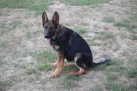 Bailey, a female German Shepherd Dog for sale in Ewing, IL – 4 of 7