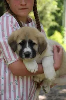 Browny, a male Anatolian Shepherd Dog and Great Pyrenees for sale in Ewing, IL – 3 of 6