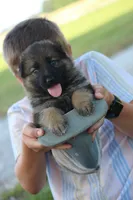 Scout, a male German Shepherd Dog for sale in Ewing, IL – 3 of 8