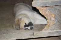 Browny, a male Anatolian Shepherd Dog and Great Pyrenees for sale in Ewing, IL – 2 of 6