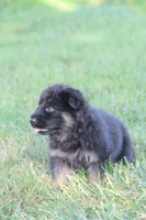 Beretta, a female German Shepherd Dog for sale in Ewing, IL – 9 of 9