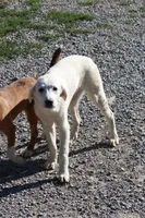 Petunia, a female Anatolian Shepherd Dog and Great Pyrenees for sale in Ewing, IL – 3 of 5