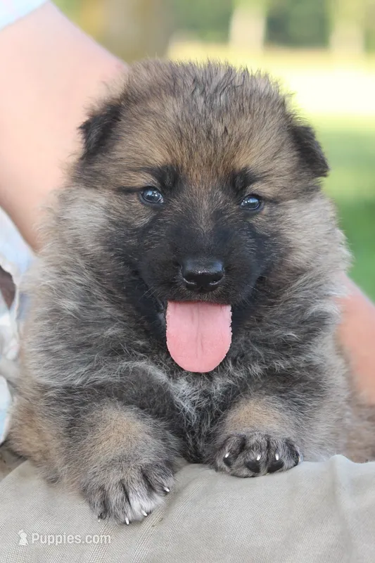 Boone  – German Shepherd Dog puppy for sale in Ewing, IL