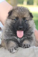 Boone , a male German Shepherd Dog for sale in Ewing, IL – 3 of 9