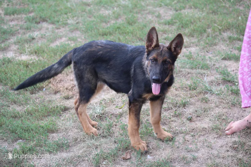Bailey – German Shepherd Dog puppy for sale in Ewing, IL