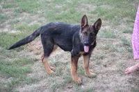 Bailey, a female German Shepherd Dog for sale in Ewing, IL – 1 of 7