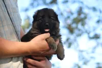 Oakley, a female German Shepherd Dog for sale in Ewing, IL – 3 of 6