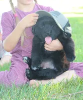 Tessa, a female German Shepherd Dog and English Cream Golden Retriever for sale in Ewing, IL – 3 of 9
