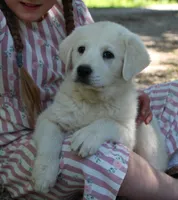 Petunia, a female Anatolian Shepherd Dog and Great Pyrenees for sale in Ewing, IL – 2 of 5