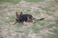 Bailey, a female German Shepherd Dog for sale in Ewing, IL – 2 of 7
