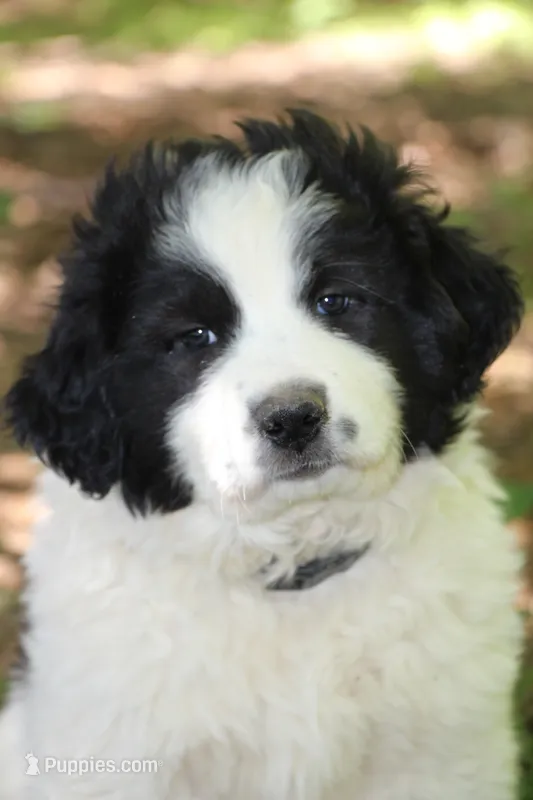 Spot – Anatolian Shepherd Dog, Great Pyrenees puppy for sale in Ewing, IL
