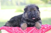 Bailey, a female German Shepherd Dog for sale in Ewing, IL – 3 of 6