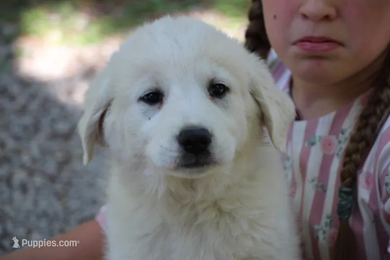 Peany – Anatolian Shepherd Dog, Great Pyrenees puppy for sale in Ewing, IL
