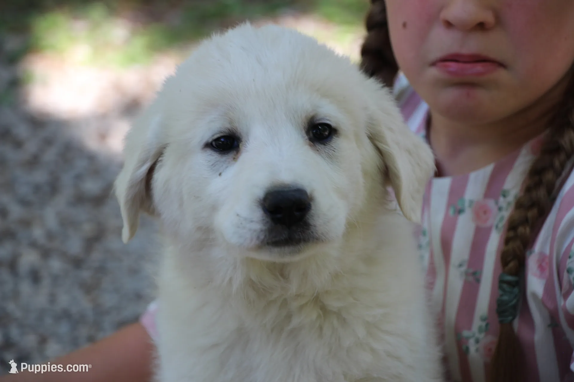 Peany, a female Anatolian Shepherd Dog and Great Pyrenees for sale in Ewing, IL – 1 of 5