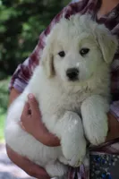 Samson, a male Anatolian Shepherd Dog and Great Pyrenees for sale in Ewing, IL – 4 of 5