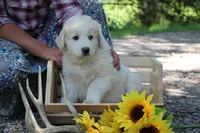 Samson, a male Anatolian Shepherd Dog and Great Pyrenees for sale in Ewing, IL – 5 of 5
