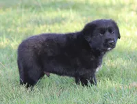 Hardin, a male German Shepherd Dog and English Cream Golden Retriever for sale in Ewing, IL – 6 of 10