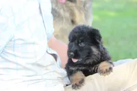 Beretta, a female German Shepherd Dog for sale in Ewing, IL – 5 of 9