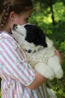 Spot, a male Anatolian Shepherd Dog and Great Pyrenees for sale in Ewing, IL – 2 of 7