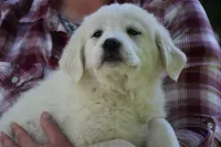 Peany, a female Anatolian Shepherd Dog and Great Pyrenees for sale in Ewing, IL – 2 of 5