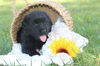 Tessa, a female German Shepherd Dog and English Cream Golden Retriever for sale in Ewing, IL – 4 of 9
