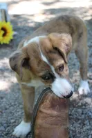 Ranger, a male Collie for sale in Ewing, IL – 2 of 5