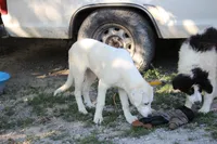 Petunia, a female Anatolian Shepherd Dog and Great Pyrenees for sale in Ewing, IL – 5 of 5