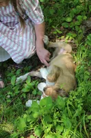 Ranger, a male Collie for sale in Ewing, IL – 5 of 5