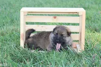 Boone , a male German Shepherd Dog for sale in Ewing, IL – 2 of 9