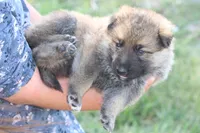 Boone , a male German Shepherd Dog for sale in Ewing, IL – 6 of 9