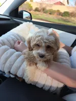 Daisy , a female Maltipoo for sale in Roseville, CA – Photo 1 of 2