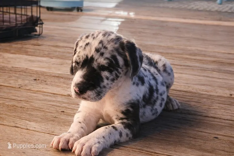 Freya – Great Dane, Great Pyrenees puppy on hold in Millen, GA