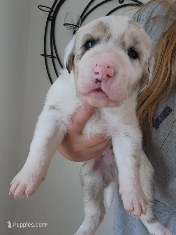 Odin – Great Dane, Great Pyrenees puppy for sale in Millen, GA