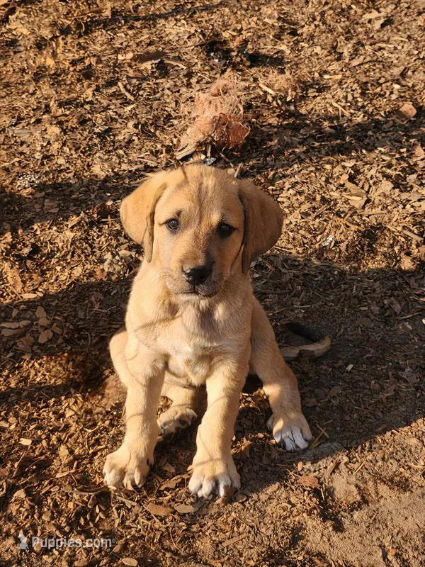 ATHENA – Great Dane puppy for sale in Millen, GA