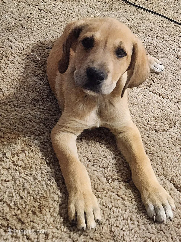 ATHENA – Great Dane puppy for sale in Millen, GA