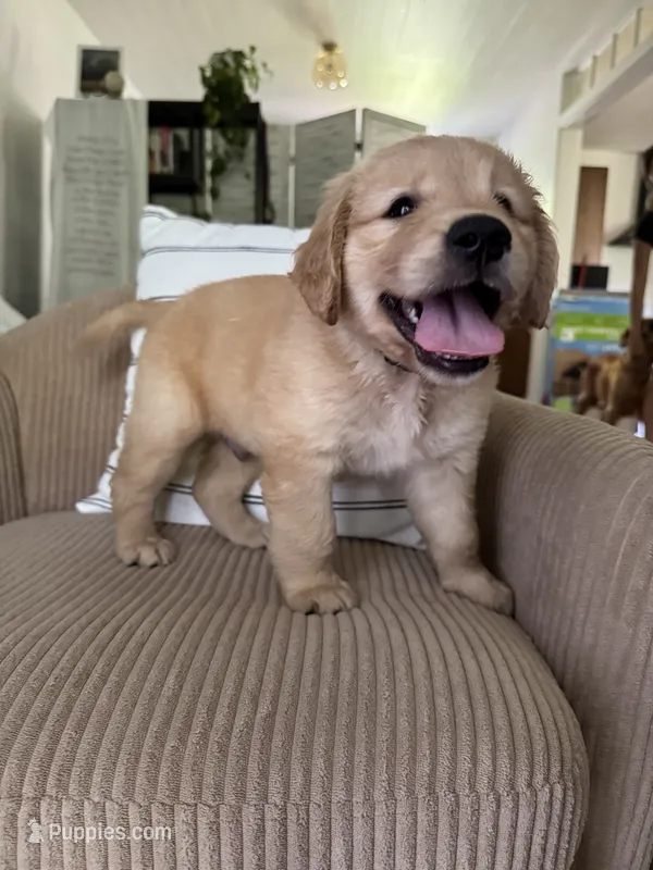 Cruiser – Golden Retriever puppy for sale in Nacogdoches, TX