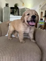 Cruiser, a male Golden Retriever for sale in Nacogdoches, TX – 1 of 2