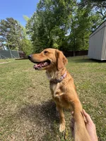 DAISY, a female Golden Retriever for sale in Nacogdoches, TX – 4 of 4