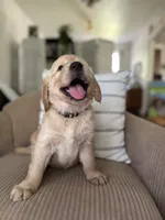Missy, a female Golden Retriever for sale in Nacogdoches, TX – 2 of 2