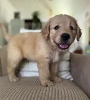 Cruiser, a male Golden Retriever for sale in Nacogdoches, TX – 2 of 2