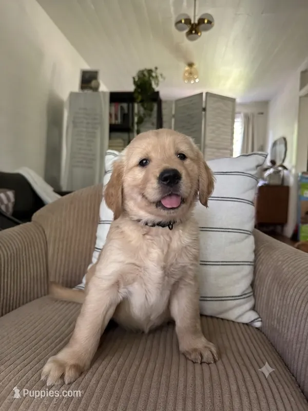 Missy – Golden Retriever puppy for sale in Nacogdoches, TX