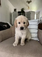 Champ, a male Golden Retriever for sale in Nacogdoches, TX – 1 of 2