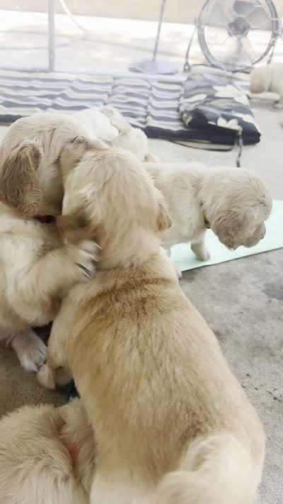 DAISY, a female Golden Retriever for sale in Nacogdoches, TX – 2 of 4
