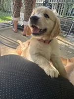 Millie, a female Golden Retriever for sale in Nacogdoches, TX – 3 of 3